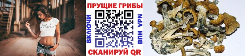 Псилоцибиновые грибы GOLDEN TEACHER  маркетплейс телеграм  Павлово 
